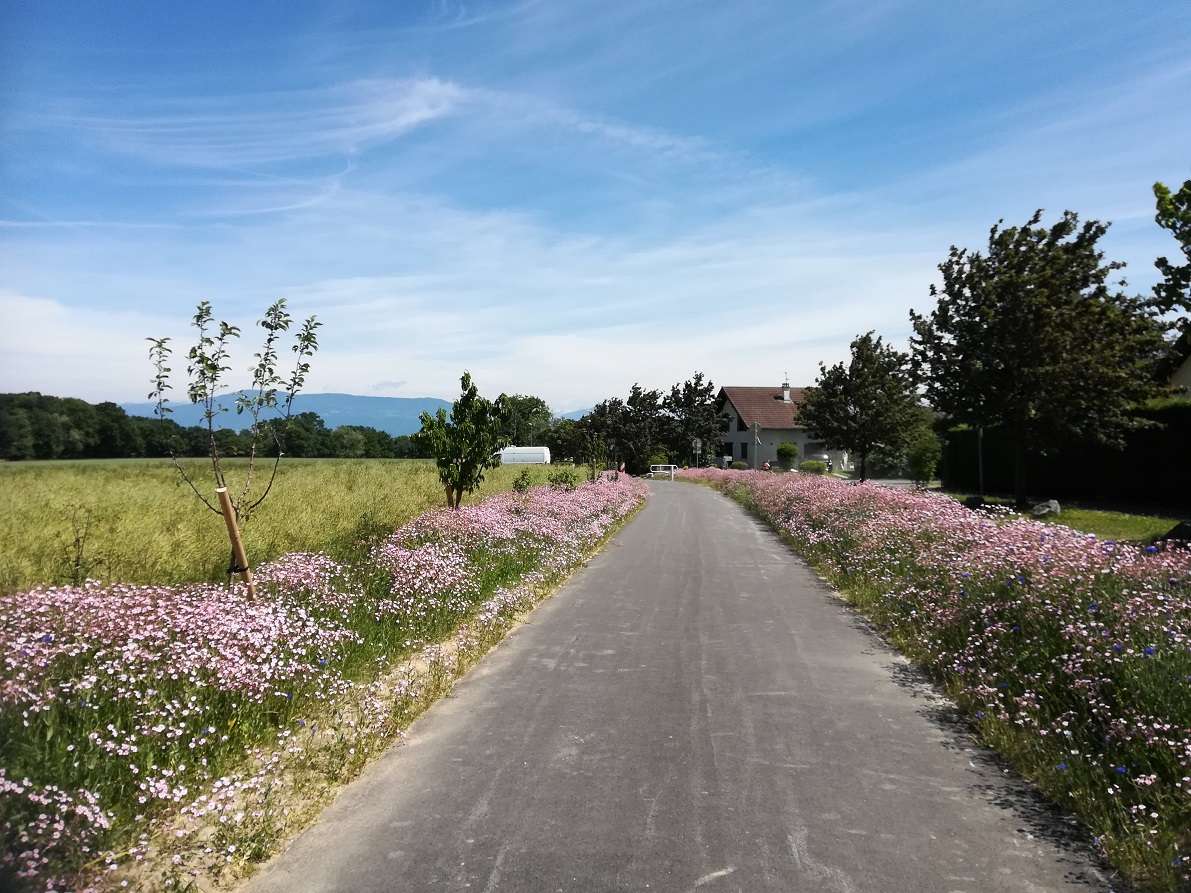   Projet d'aménagement de la voie verte entre la commune de Ferney-Voltaire au sud et la commune de Gex au nord