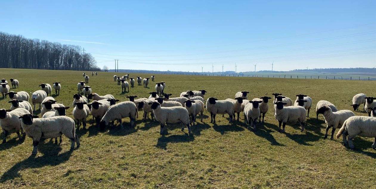   PROJET PHOTOVOLTAÏQUE RÉCHICOURT - NEOEN